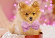 Offrir un chien pour un anniversaire : un cadeau qui fait du bien au corps et à l’âme